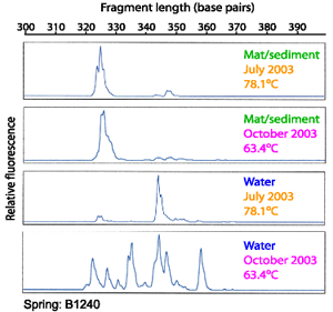 microbial diversity in an individual hot spring measured by comparing fragment lengths (base pairs)