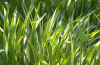 Tall grass in sunlight.jpg (89318 bytes)