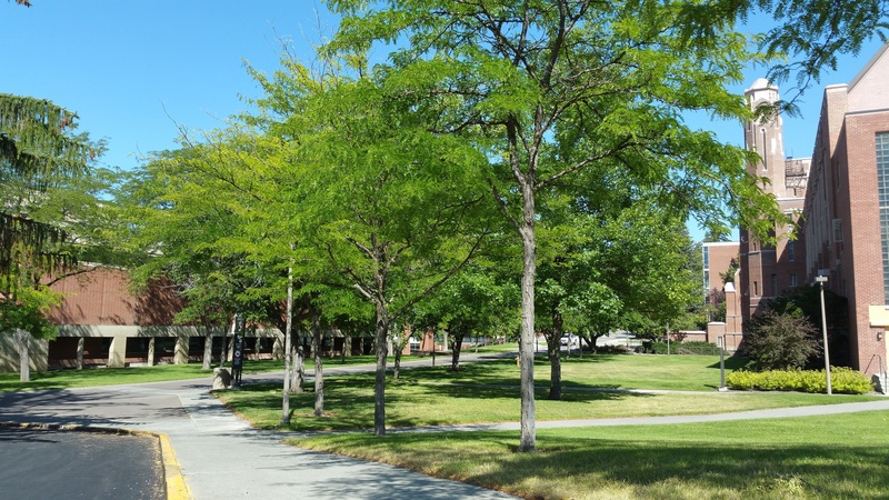 University Ave and Campus Walkway