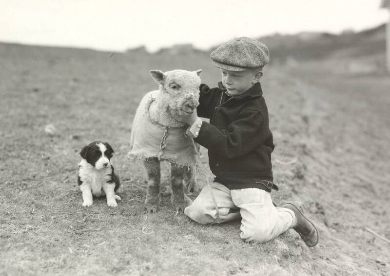 a boy, a lamb, and a puppy