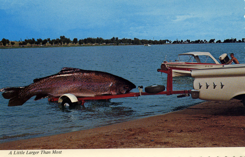 humorous postcard of oversized fish