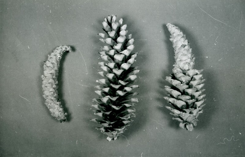 Damage to Western White Pine Cones caused by Lodgepole Cone Moth