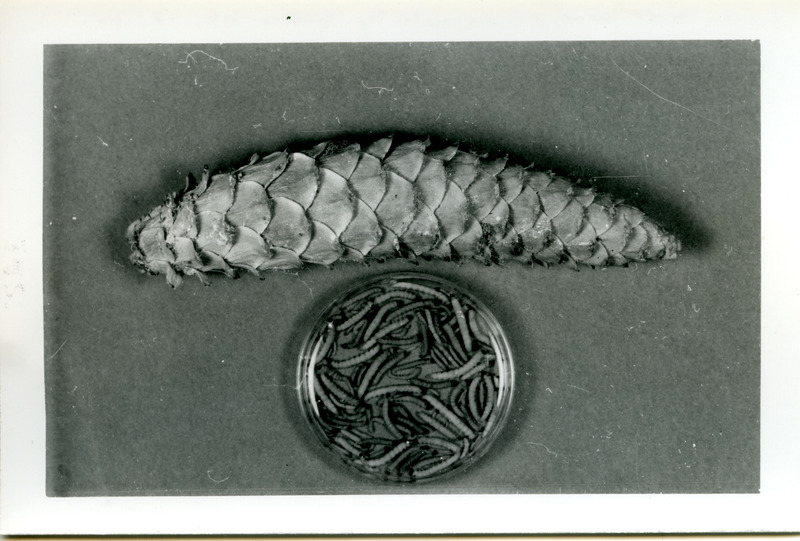 6 inch Western White Pine cone as example for feeding site of 115 Eucosma rescissoriana larvae