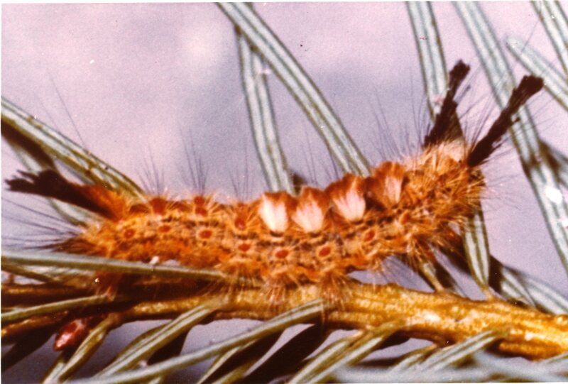 Douglas Fir Tussock Moth male 6th instar larva