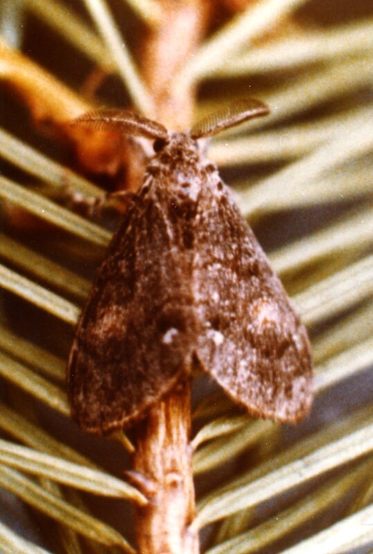 Adult male Douglas Fir Tussock Moth