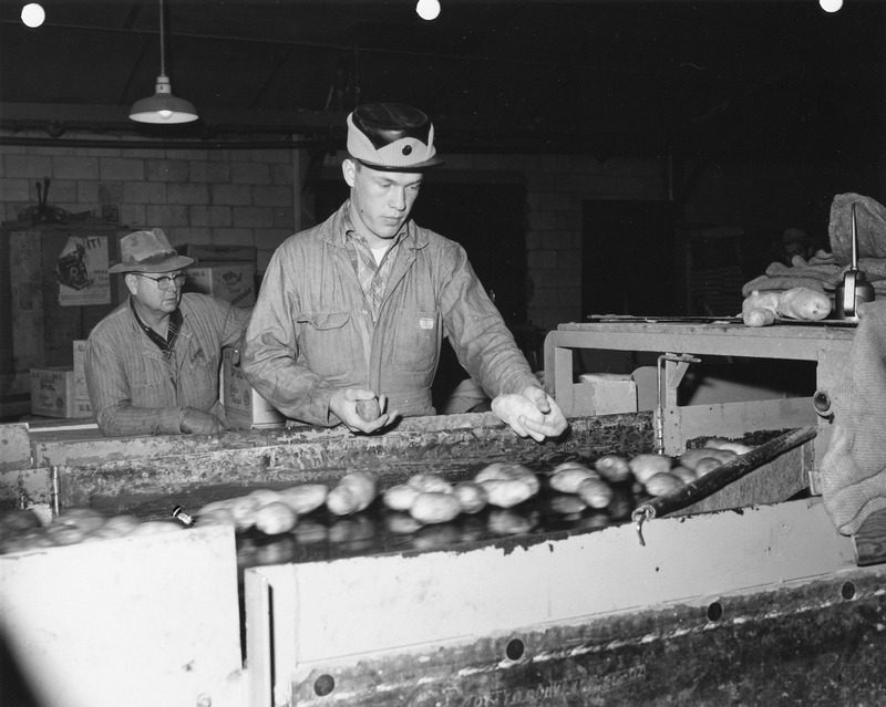 Photo of a man inspec[t]ing potatoes
