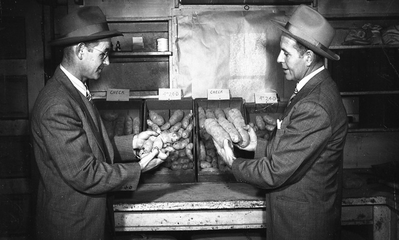 Photo of two smartl[y] dressed men looking at some potatoes