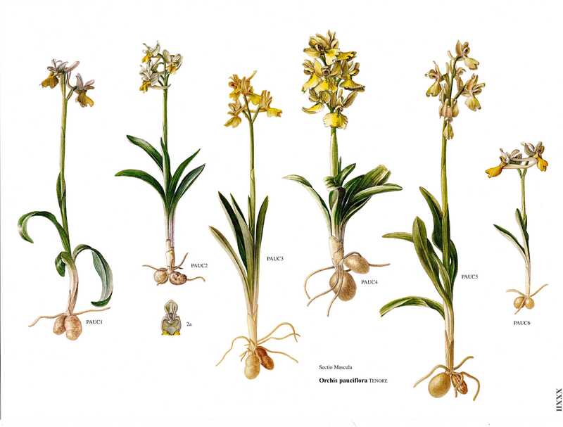 Book of Plates of the Genus Orchis
