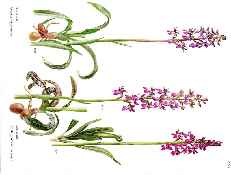 Book of Plates of the Genus Orchis [3]