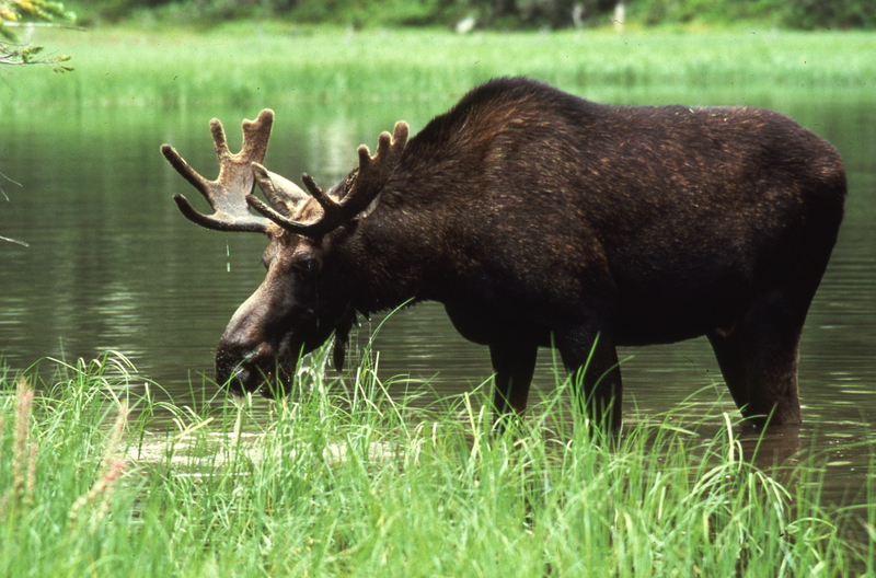 Moose drinking from pond.