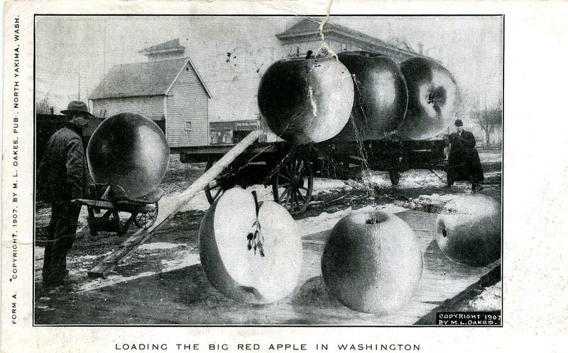 humorous postcard of oversized apples