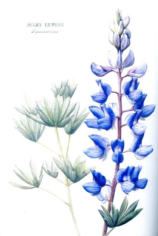 Common to this County: Botanical Discoveries of Lewis and Clark