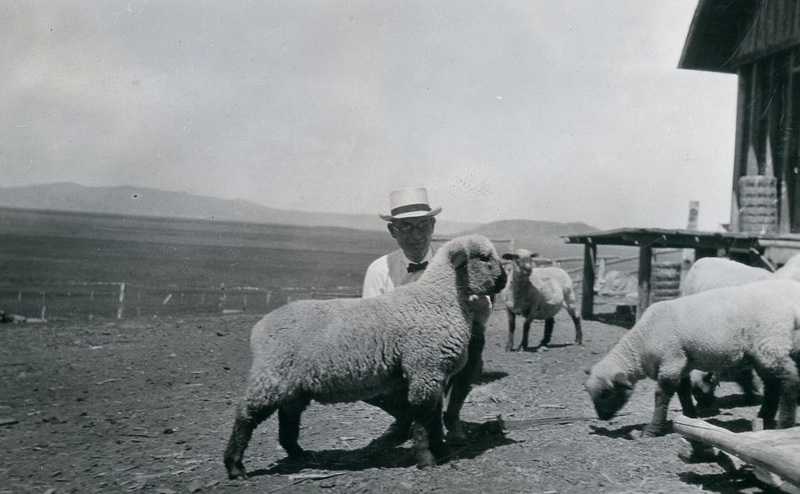 University of Idaho president Alfred H. Upham inspecting lambs during his visit to 4-H club members at Grays Lake, Idaho