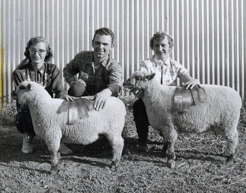 Award-winning sheep