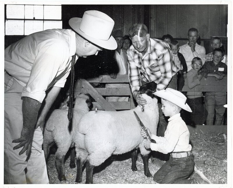 4-H student shearing a sheep