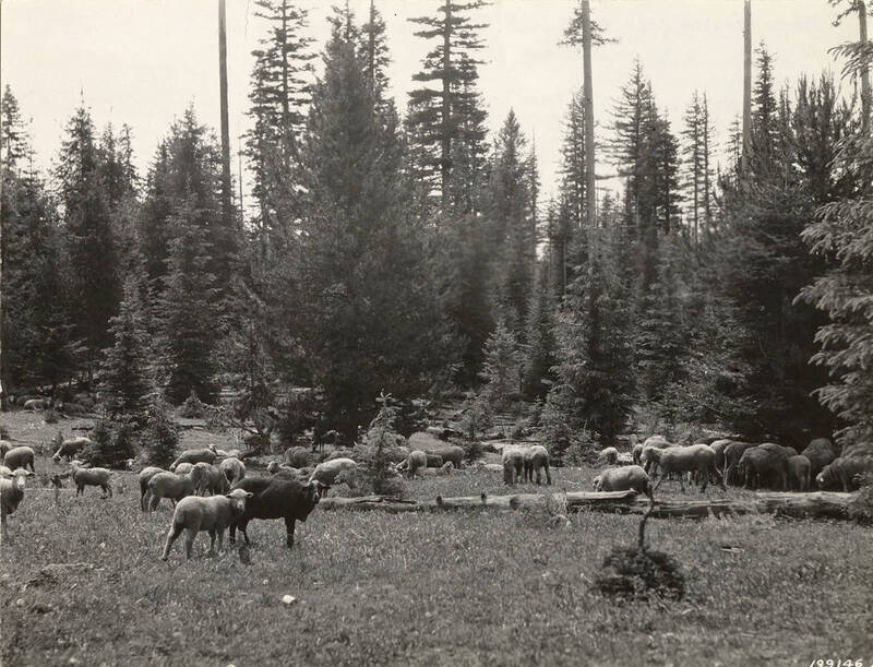 sheep grazing in a meadow near Adams Camp in the Nez Perce-Clearwater National Forests