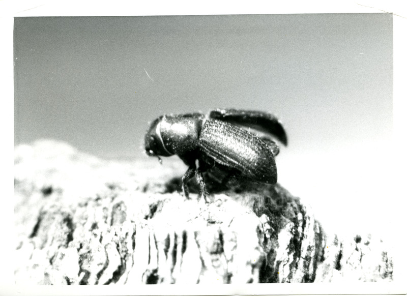 Close up of Mountain Pine Beetle