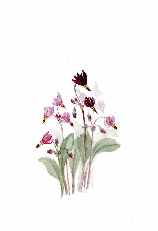 Watercolor paintings of flowers [1]