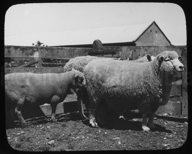 sheep in a corral