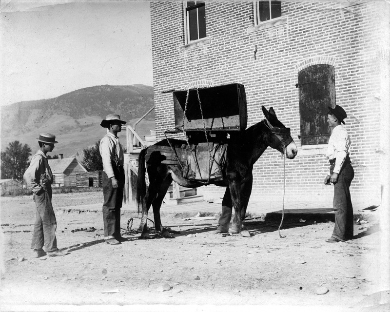 loading the pack mule in Salmon, Idaho