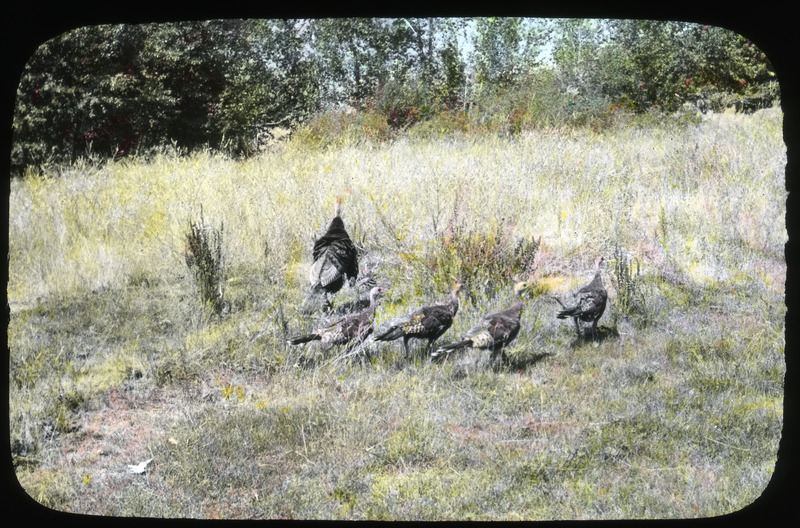 Turkeys on open range. North Idaho. 1939