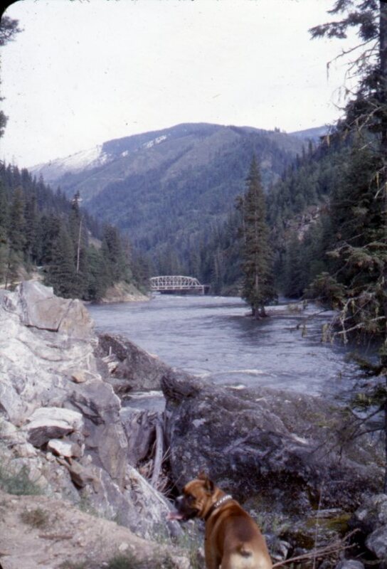 A. B. Curtis' dog, Rockey, near Benton Creek on the North Fork of the Clearwater River