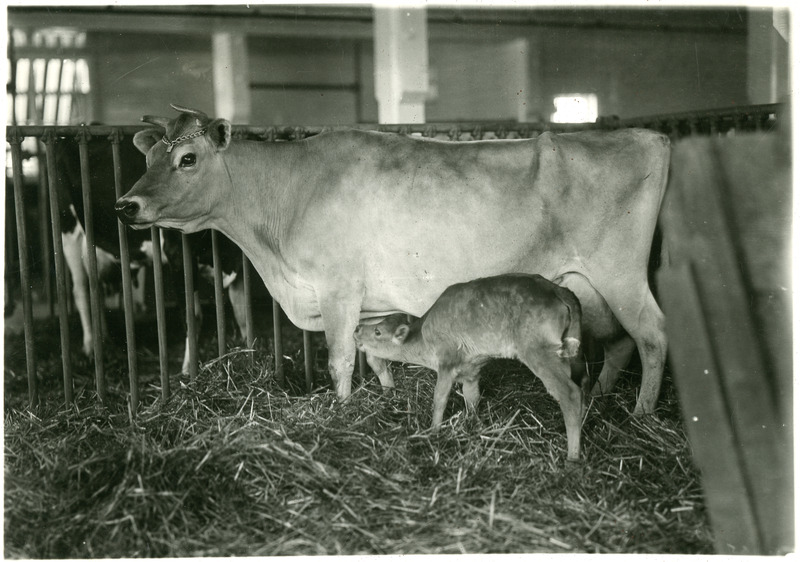 Jersey Cow and Calf