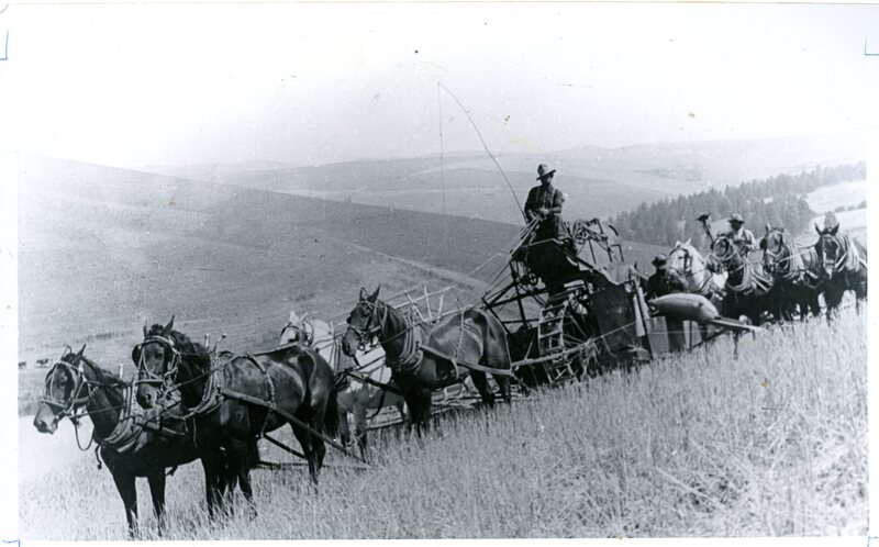 harvest scene (Idaho Harvester used with 12 horses hitched in tandem of twos)