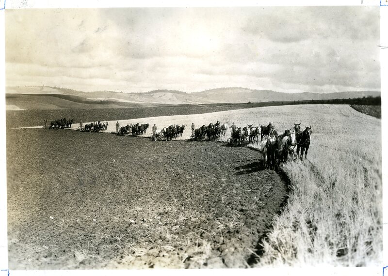 harvest scene (seven 6-horse plow teams plowing G.B. Mix land near Moscow, Idaho)