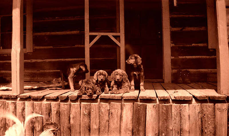 puppies at Stonebraker Ranch