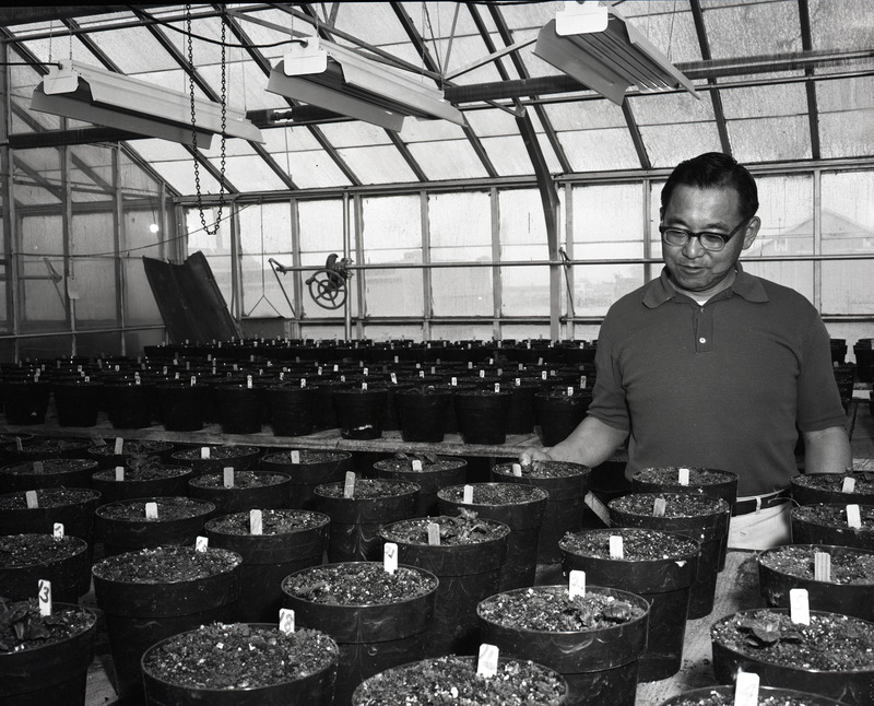 Willy M. Iritani in greenhouse [2]