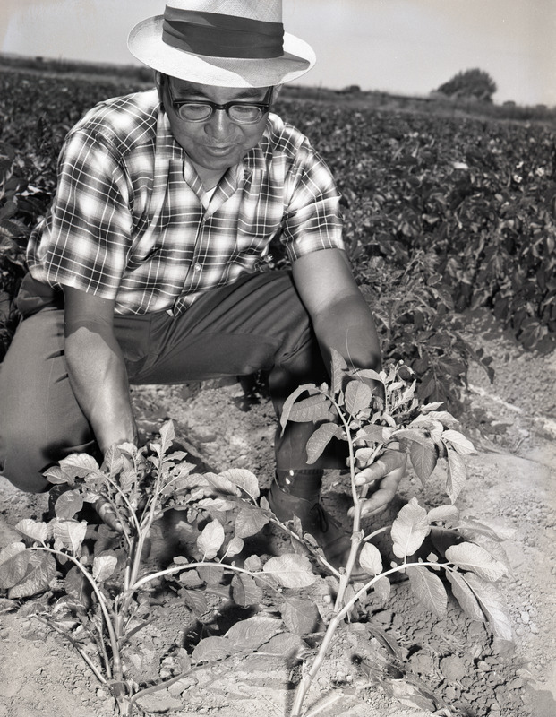 Willy M. Iritani and potato plants