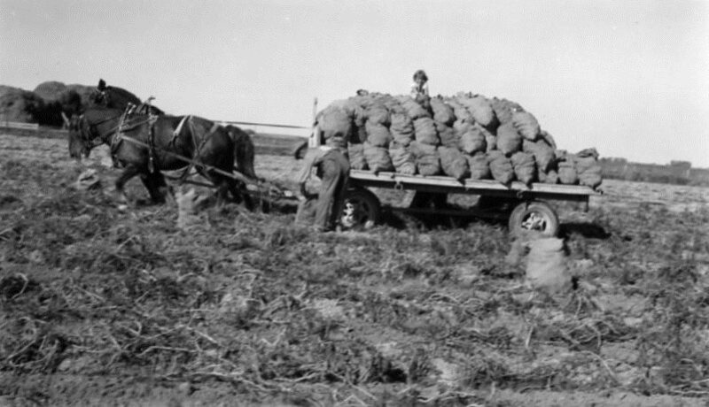 harvesting and hauling potatoes