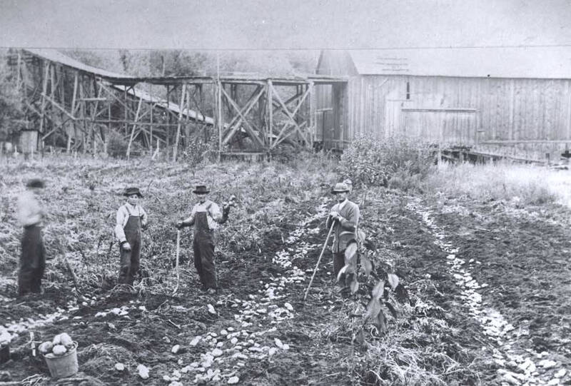 harvesting potatoes in Juliaetta, Idaho