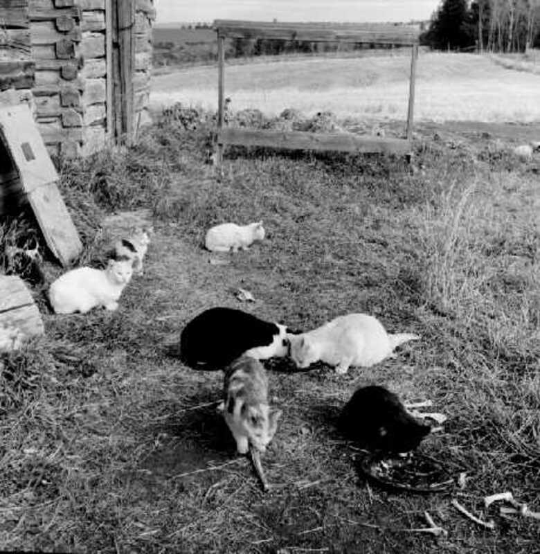 cats outside of Hollingshead cabin near Felt, Idaho