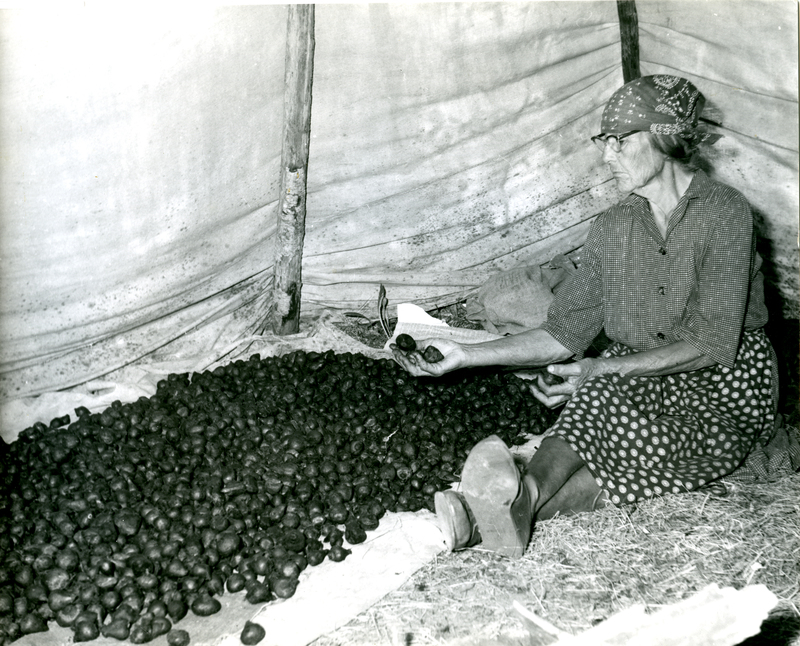 woman seated inside tent next to camas bulbs