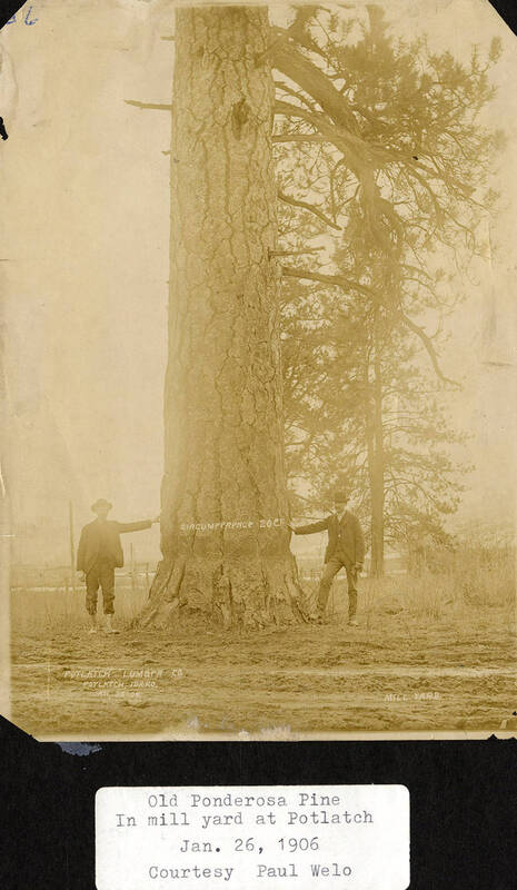 Old Ponderosa Pine