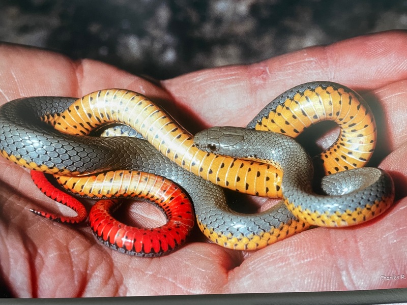 Snakes of Idaho Exhibit