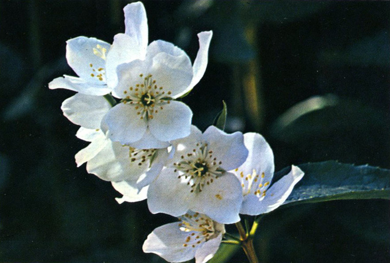 syringa flowers