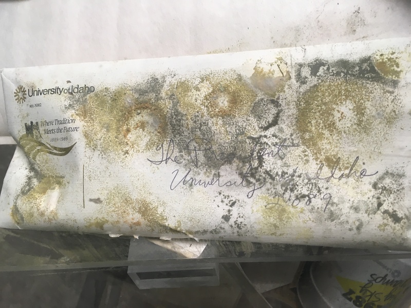 Potential Mold on Envelope