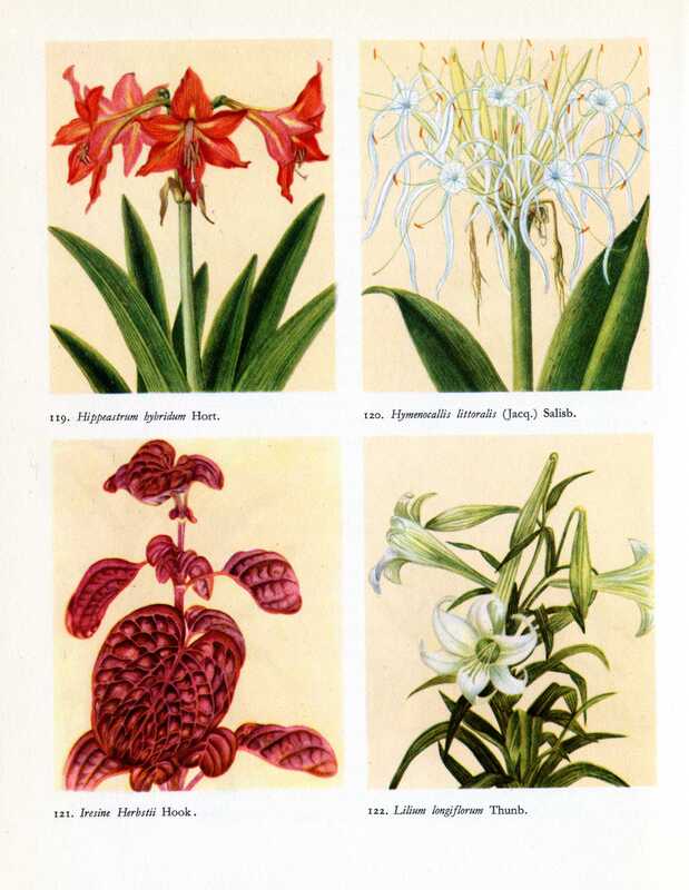 images of flowers