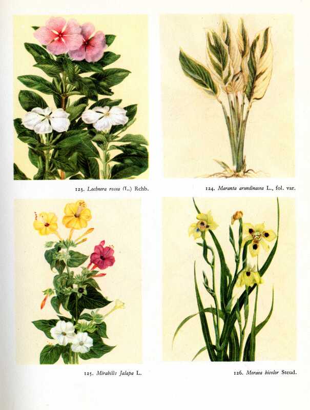 images of flowers