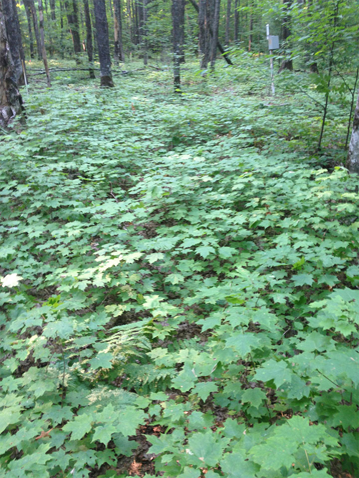 seedling ground cover site in august 2015 after treatment