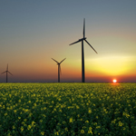 windfarm at sunset in oil crop field