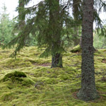 trees an ground cover in a Swedish forest